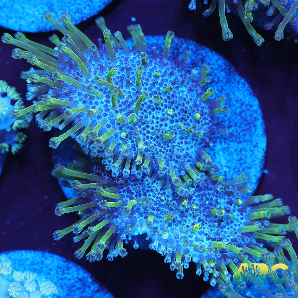 Green Polyp Toadstool