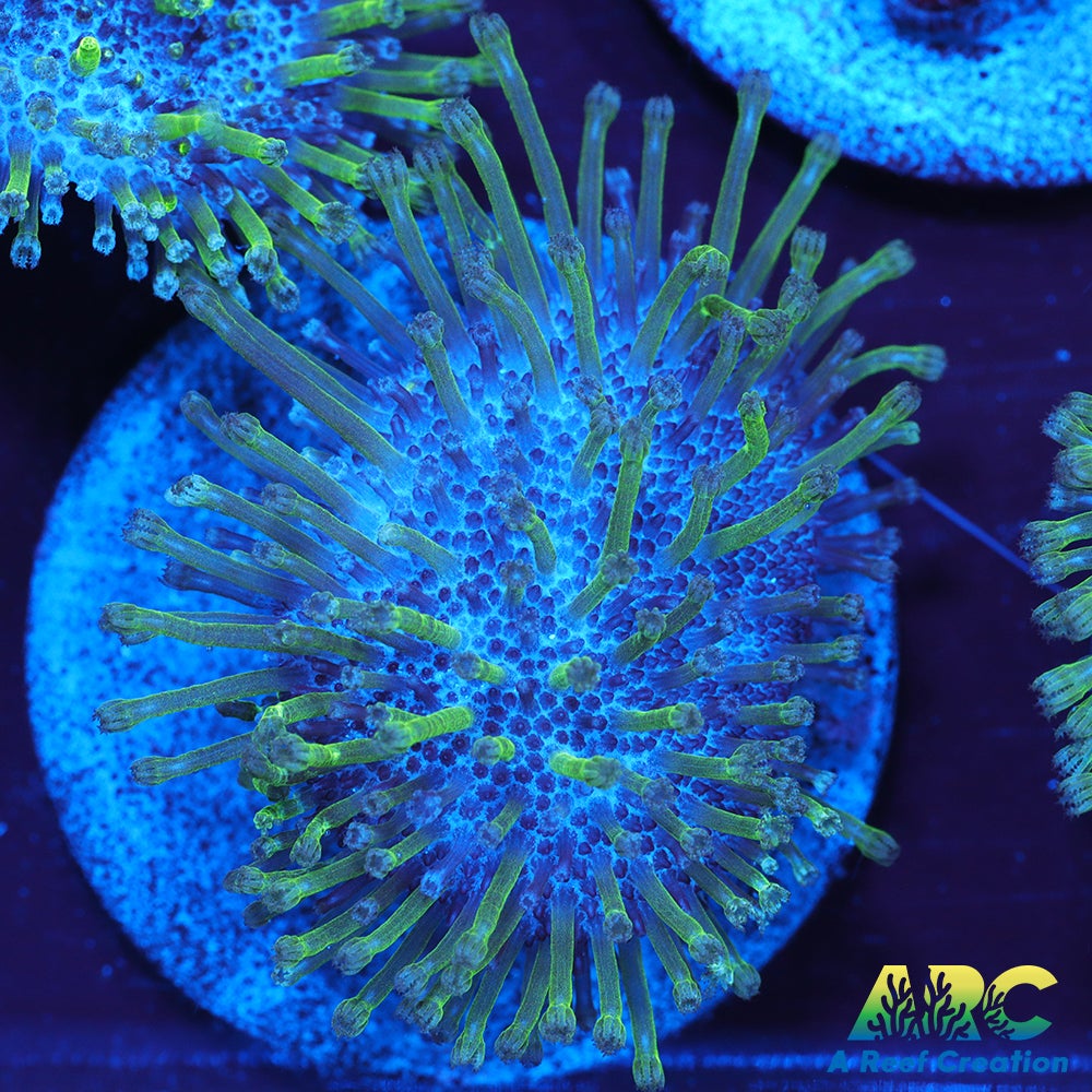 Green Polyp Toadstool