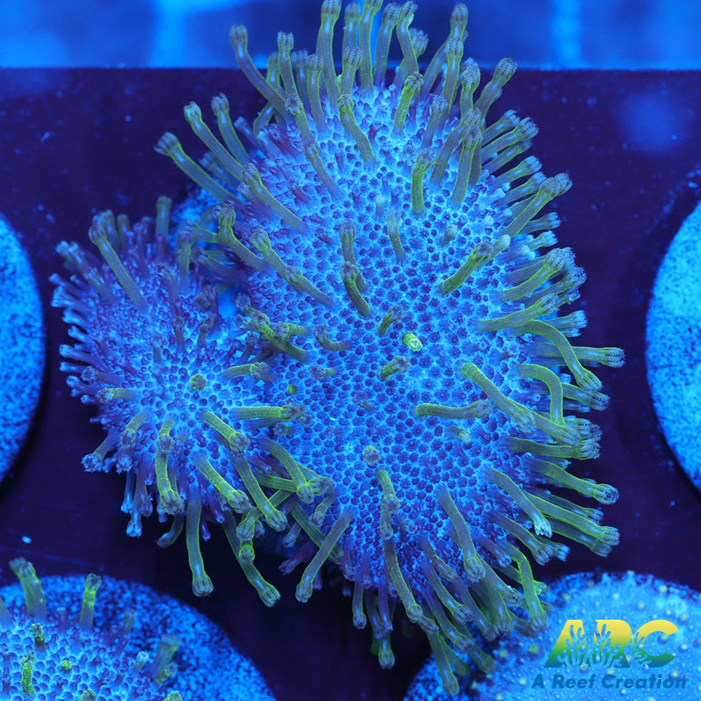 Green Polyp Toadstool