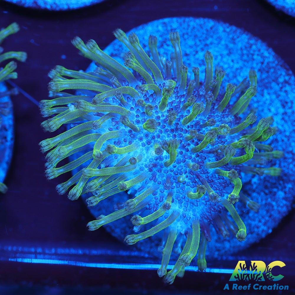 Green Polyp Toadstool