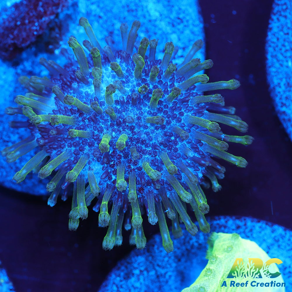 Green Polyp Toadstool