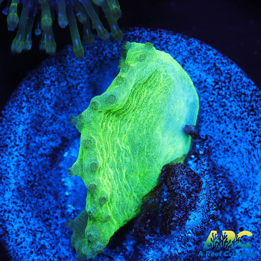 Neon Cabbage Leather