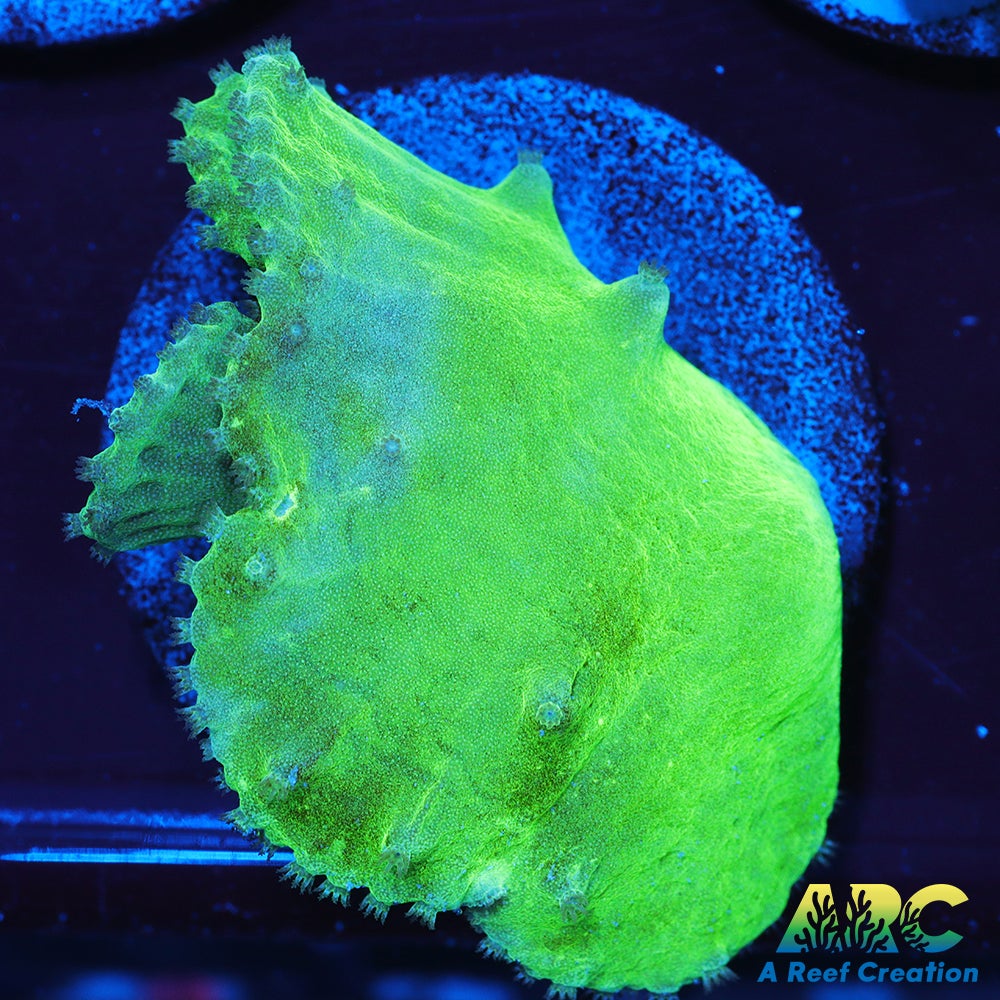 Neon Cabbage Leather