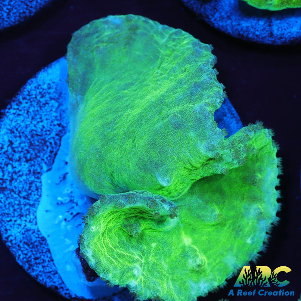 Neon Cabbage Leather