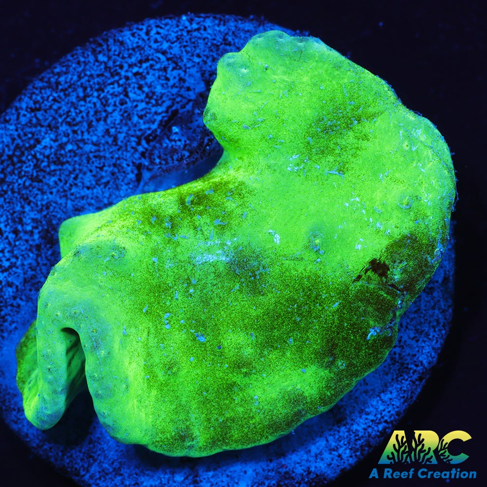 Neon Cabbage Leather