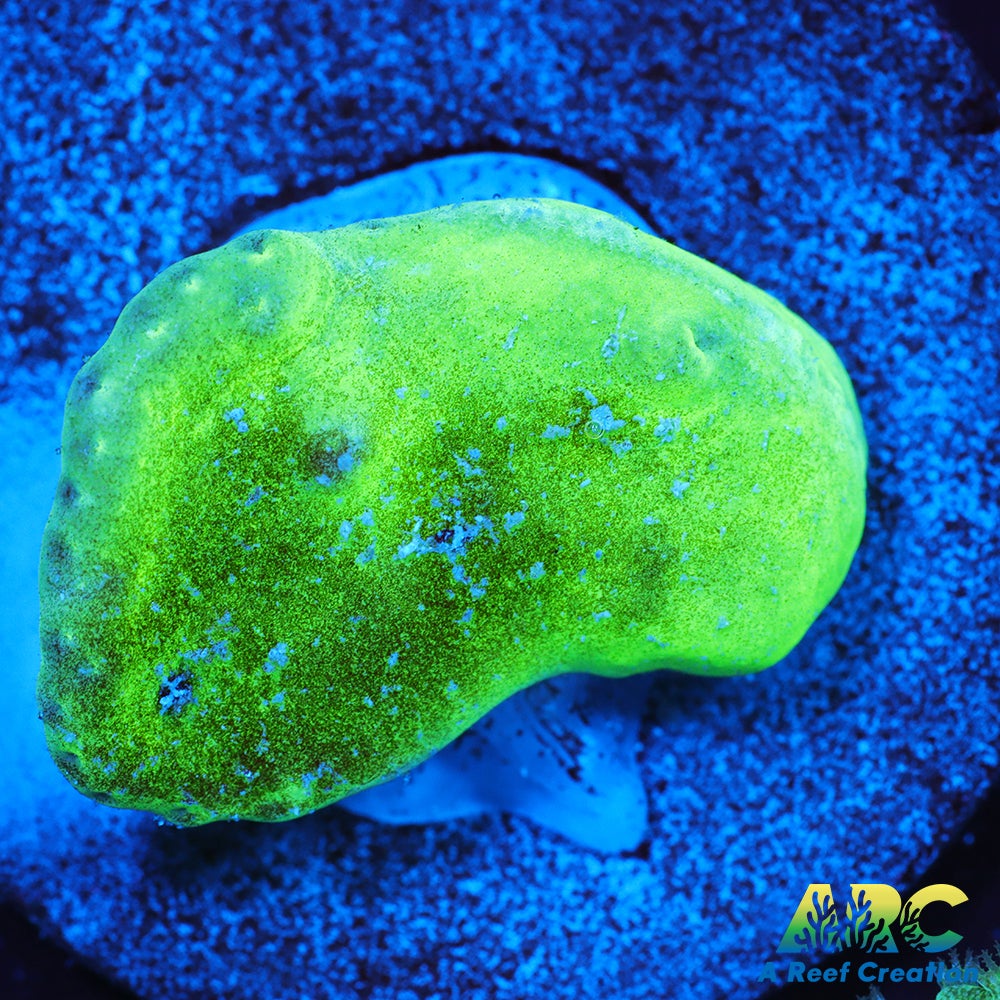 Neon Cabbage Leather