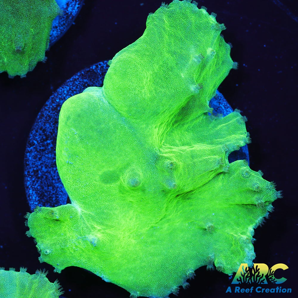 Neon Cabbage Leather