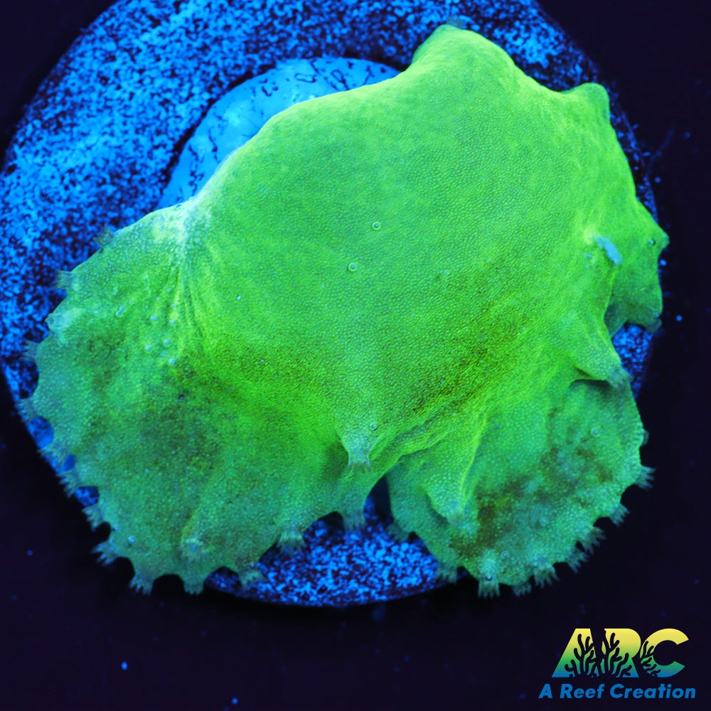 Neon Cabbage Leather