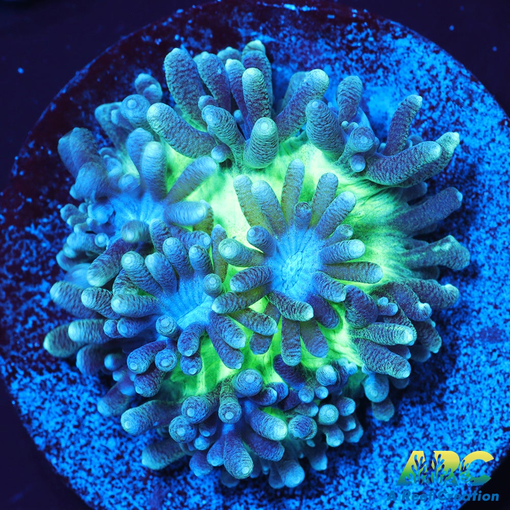 ARC Ice Dragon Hydnophora