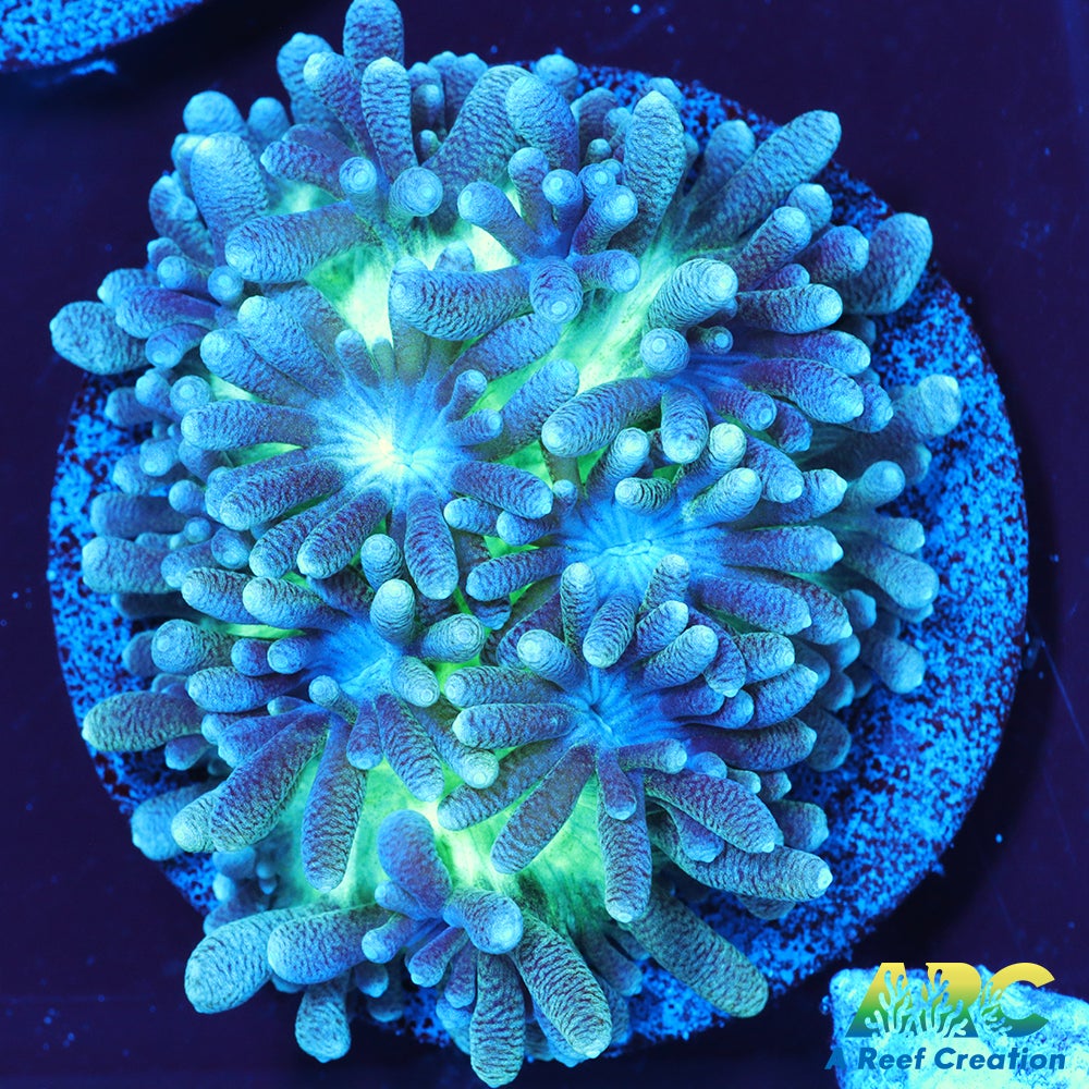 ARC Ice Dragon Hydnophora