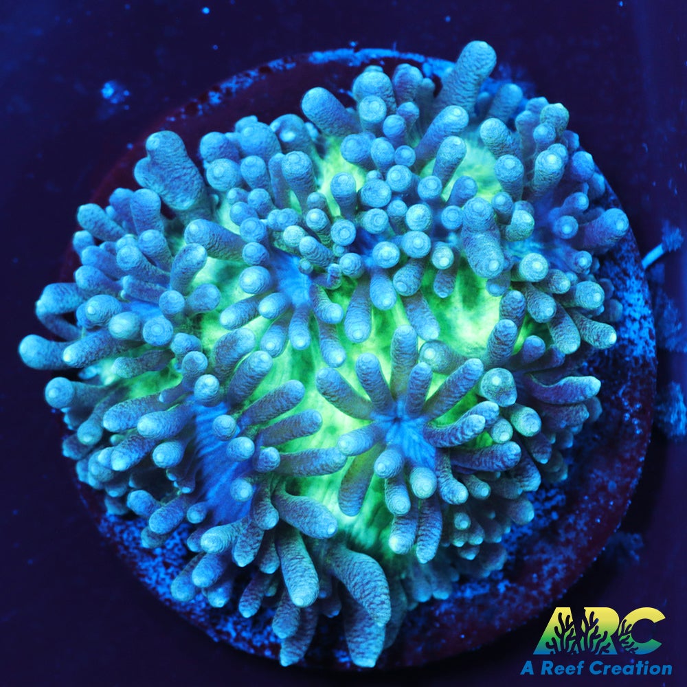 ARC Ice Dragon Hydnophora