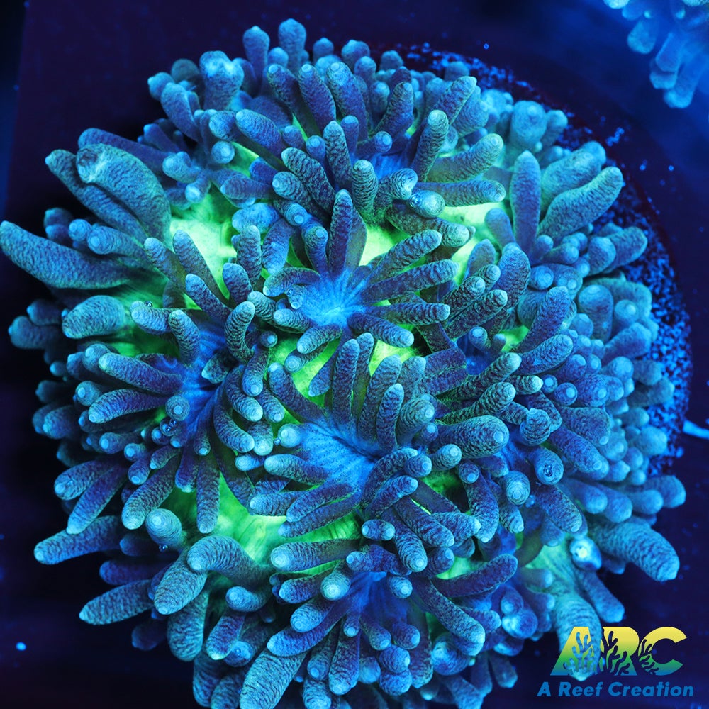 ARC Ice Dragon Hydnophora