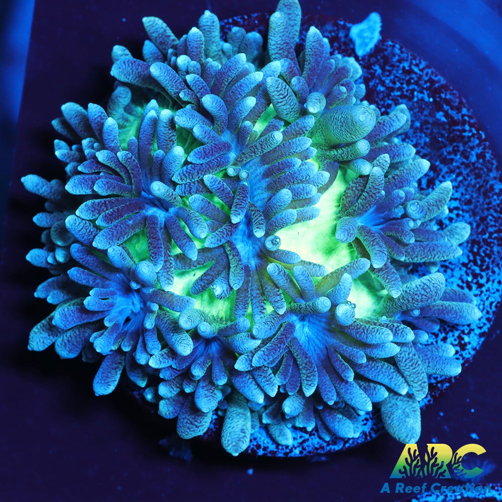 ARC Ice Dragon Hydnophora