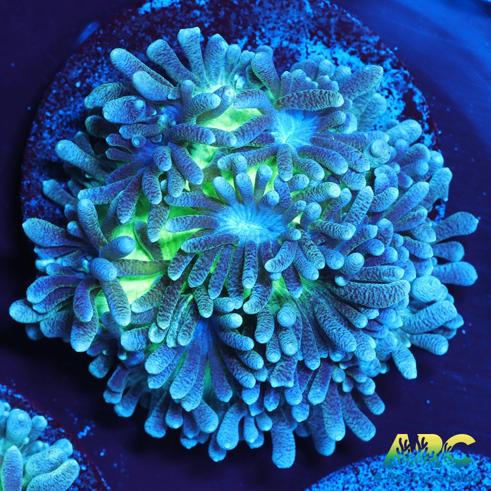 ARC Ice Dragon Hydnophora