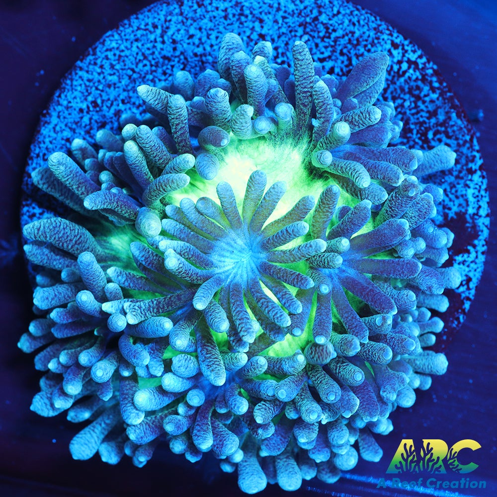 ARC Ice Dragon Hydnophora