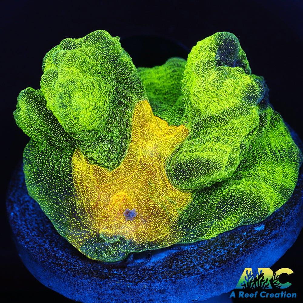 OG Space Invader Pectinia