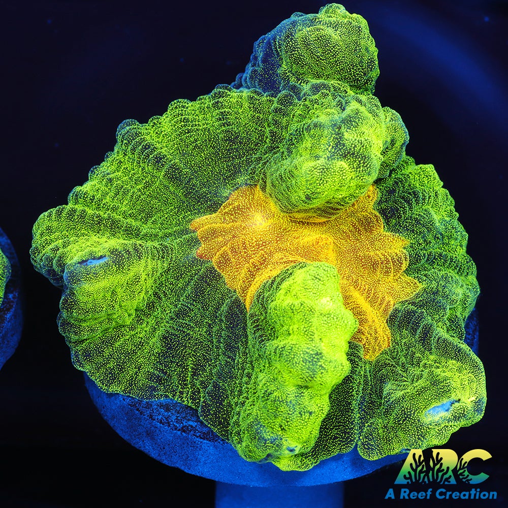 OG Space Invader Pectinia