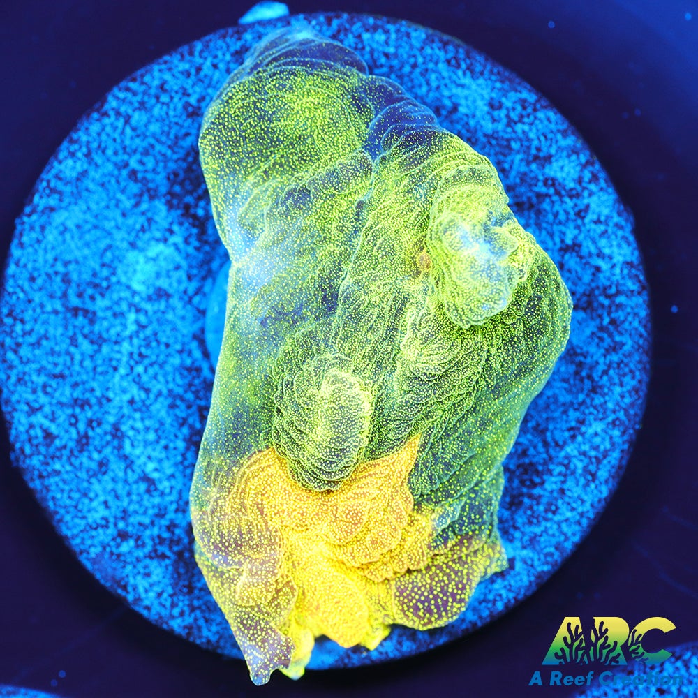 OG Space Invader Pectinia