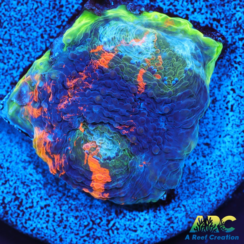 ARC Orange Crush Echinata