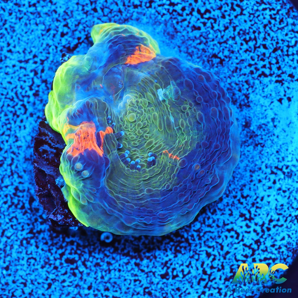 ARC Orange Crush Echinata