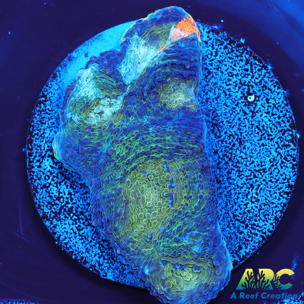 ARC Orange Crush Echinata