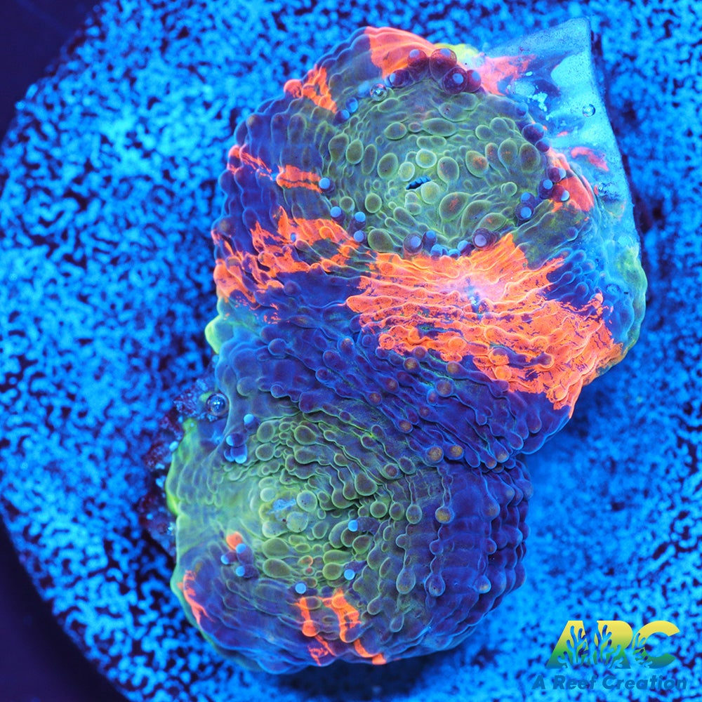 ARC Orange Crush Echinata