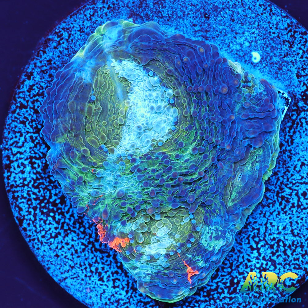 ARC Orange Crush Echinata