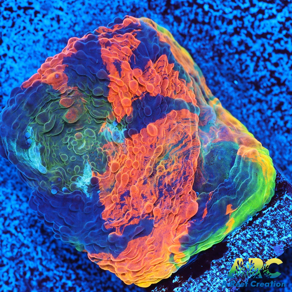 ARC Orange Crush Echinata