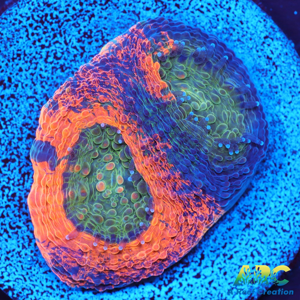 ARC Orange Crush Echinata