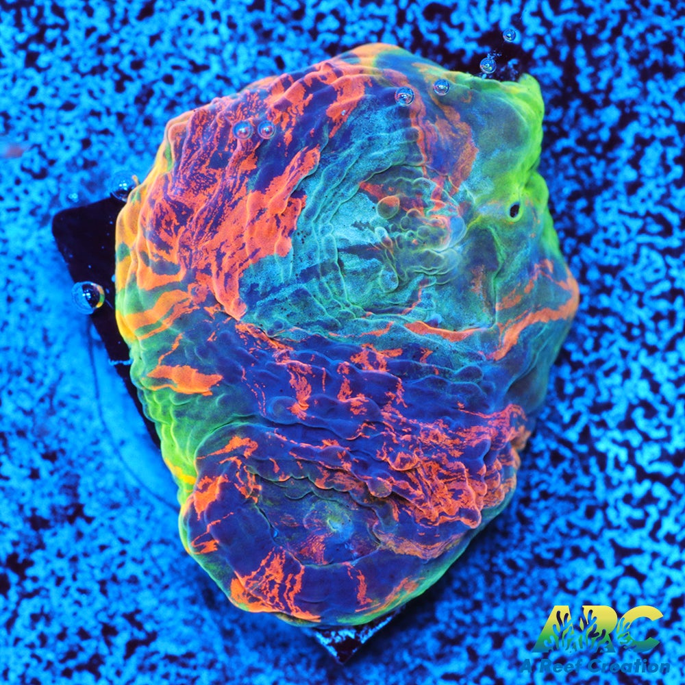 ARC Orange Crush Echinata