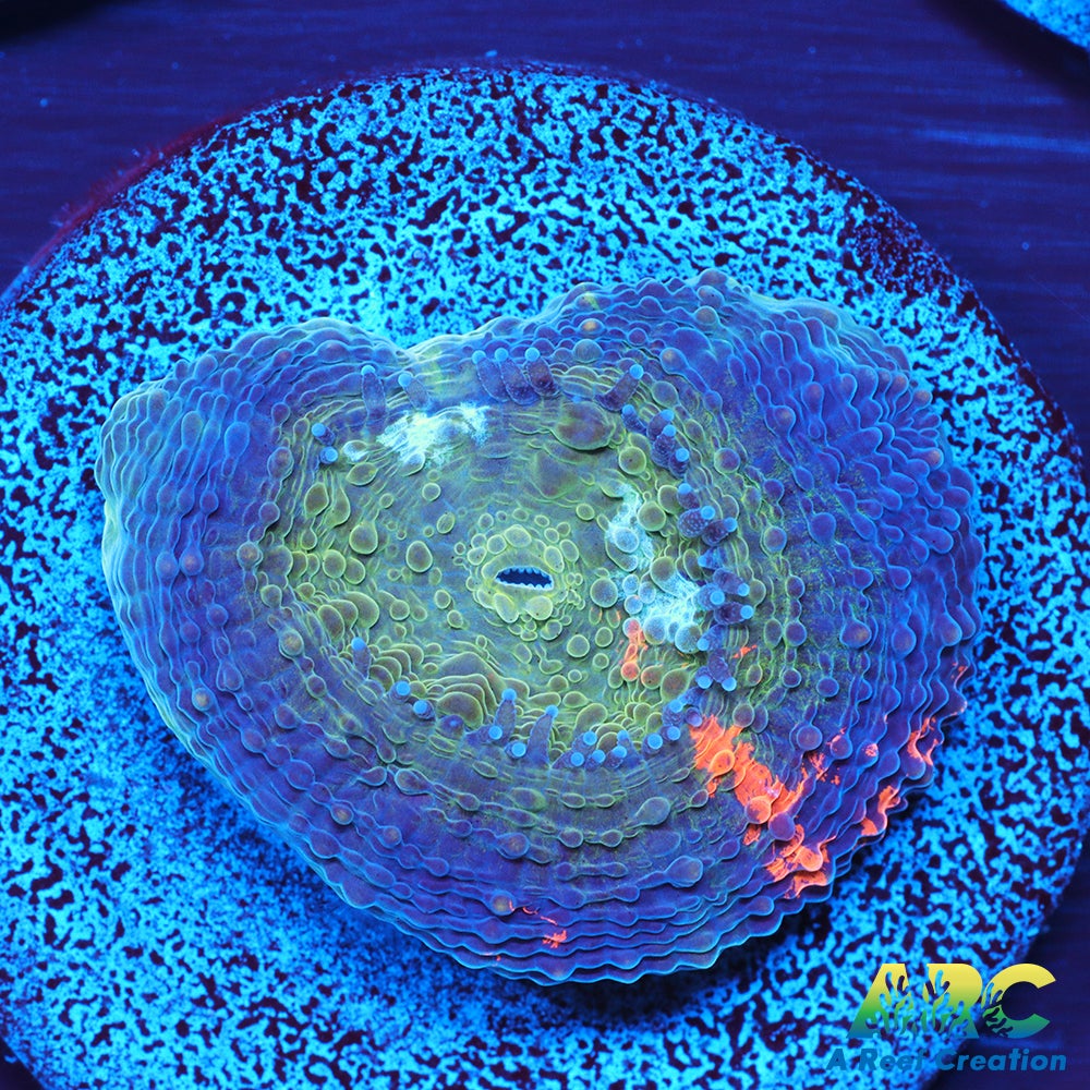 ARC Orange Crush Echinata