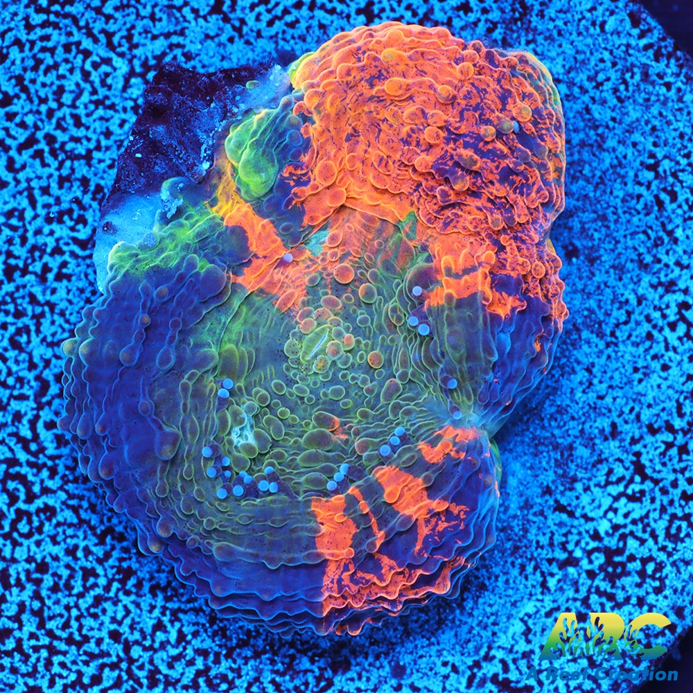 ARC Orange Crush Echinata