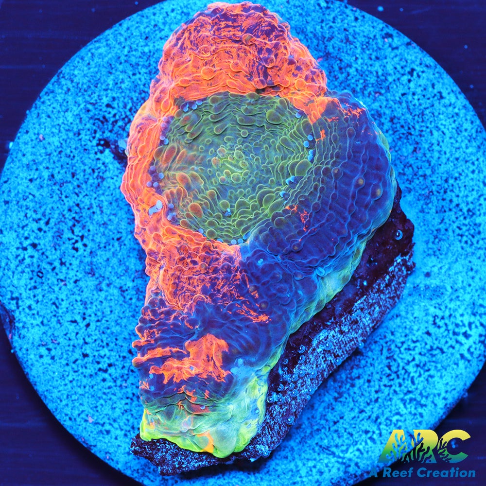 ARC Orange Crush Echinata