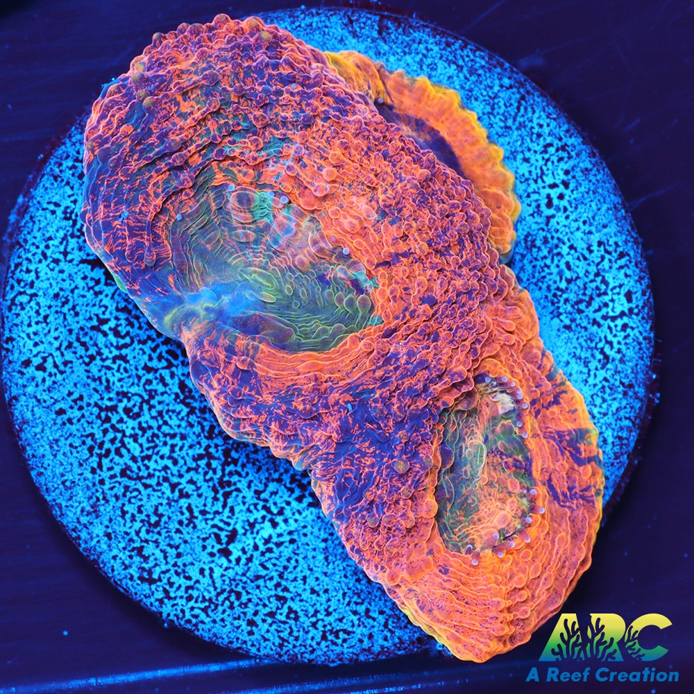 ARC Orange Crush Echinata