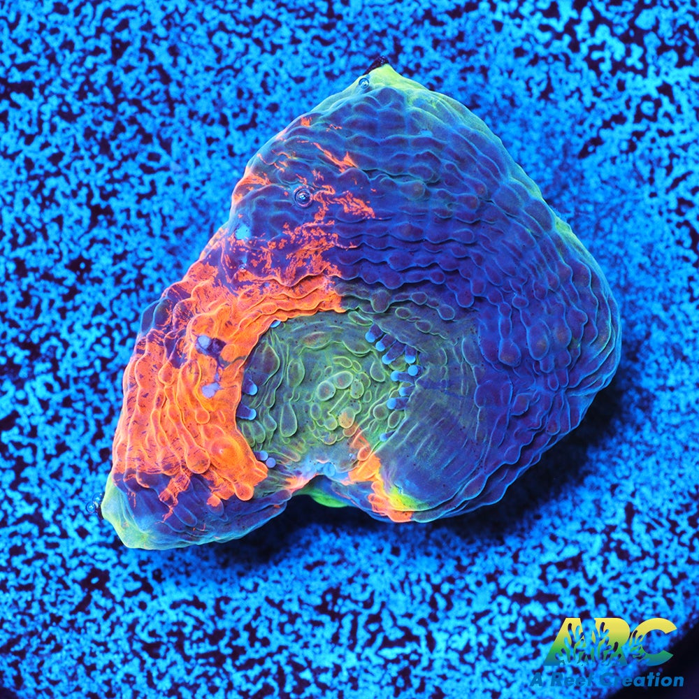 ARC Orange Crush Echinata