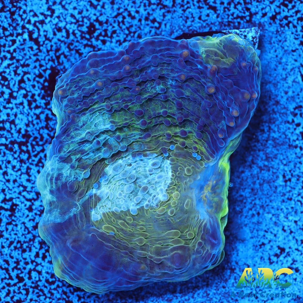 ARC Orange Crush Echinata