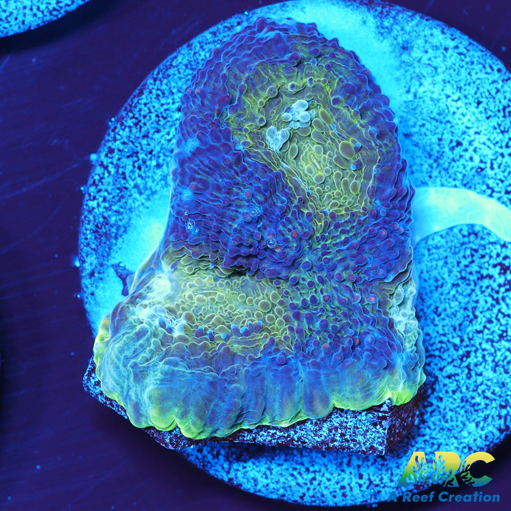 ARC Orange Crush Echinata