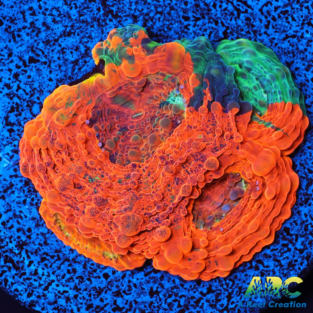 ARC Crazy Orange Echinata