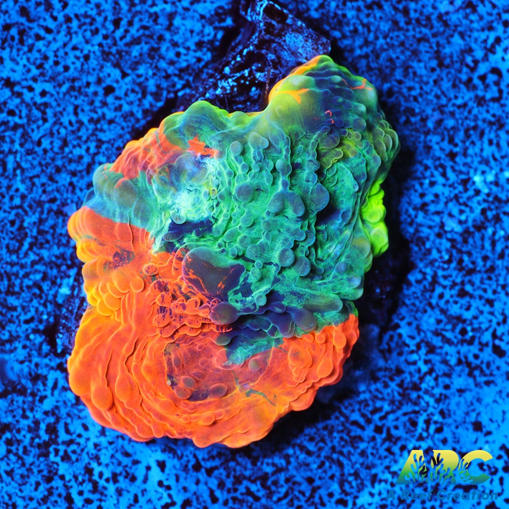 ARC Crazy Orange Echinata