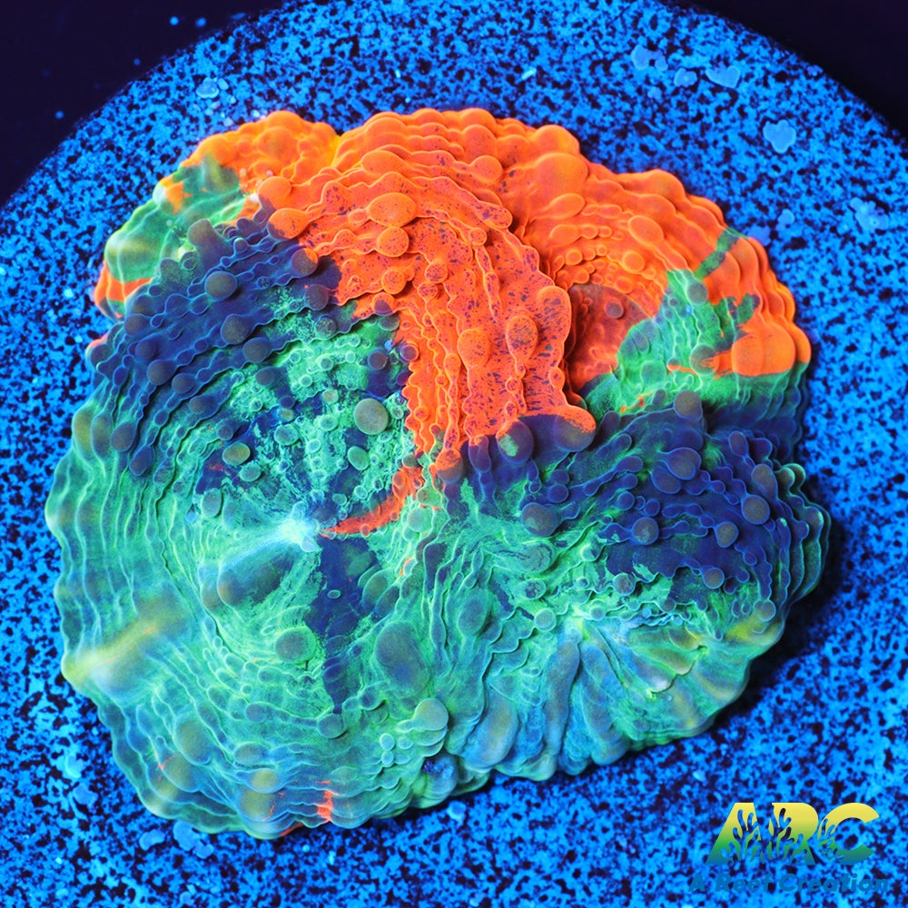 ARC Crazy Orange Echinata