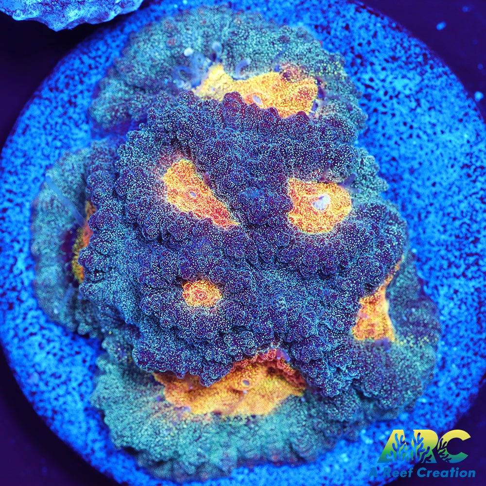 Mia's Pot of Gold Favia