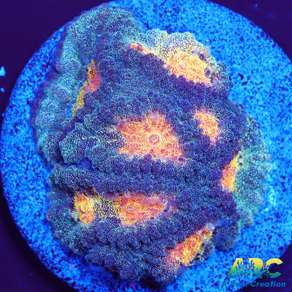 Mia's Pot of Gold Favia