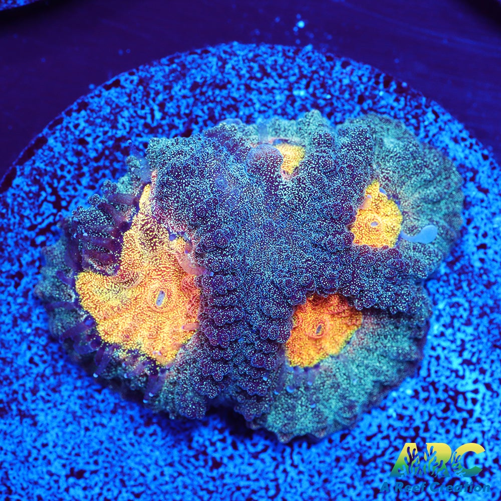 Mia's Pot of Gold Favia