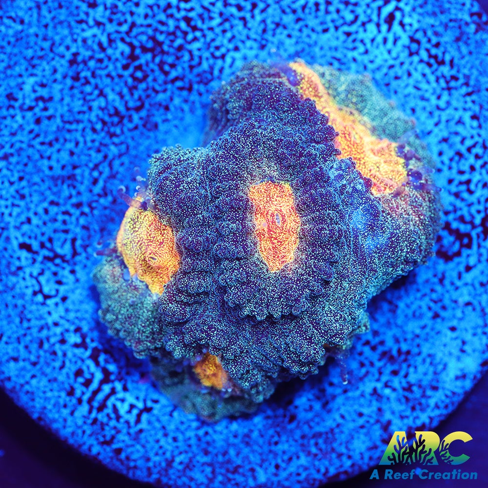 Mia's Pot of Gold Favia