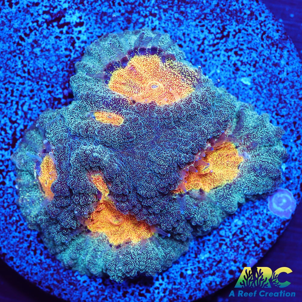 Mia's Pot of Gold Favia