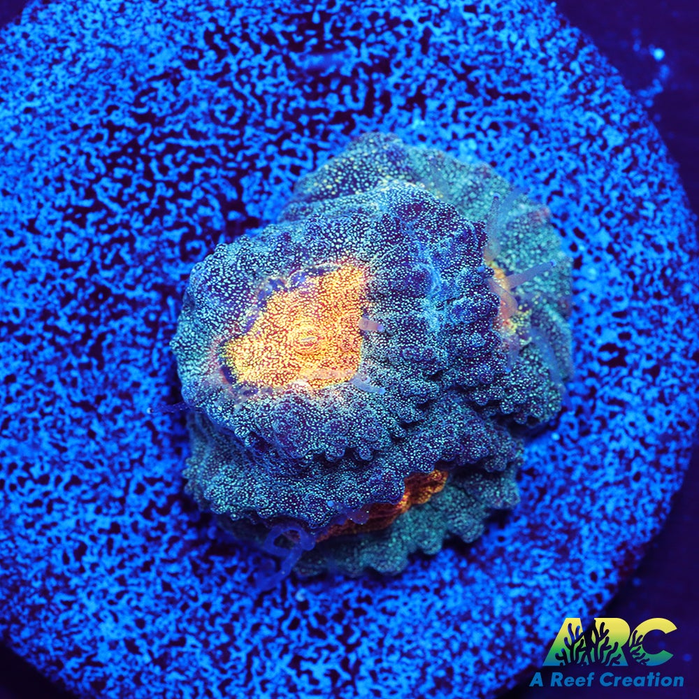 Mia's Pot of Gold Favia