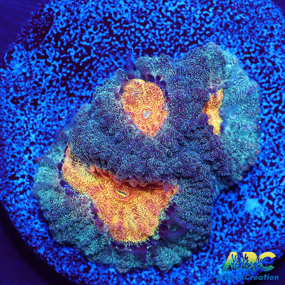 Mia's Pot of Gold Favia