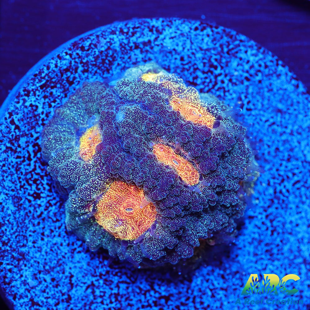 Mia's Pot of Gold Favia