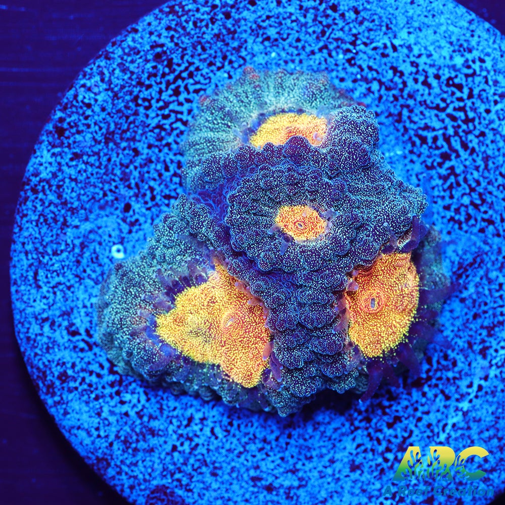 Mia's Pot of Gold Favia