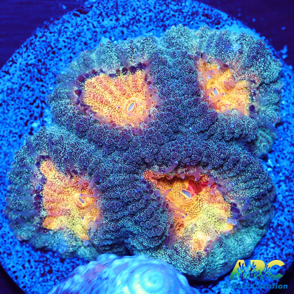 Mia's Pot of Gold Favia